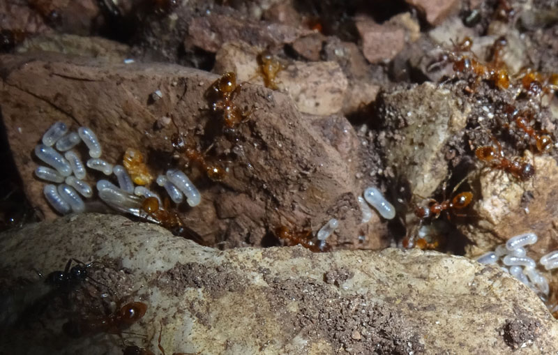 colonia intera di Myrmica sp. - Formicidae